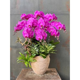 CHẬU LAN HỒ ĐIỆP HỒNG